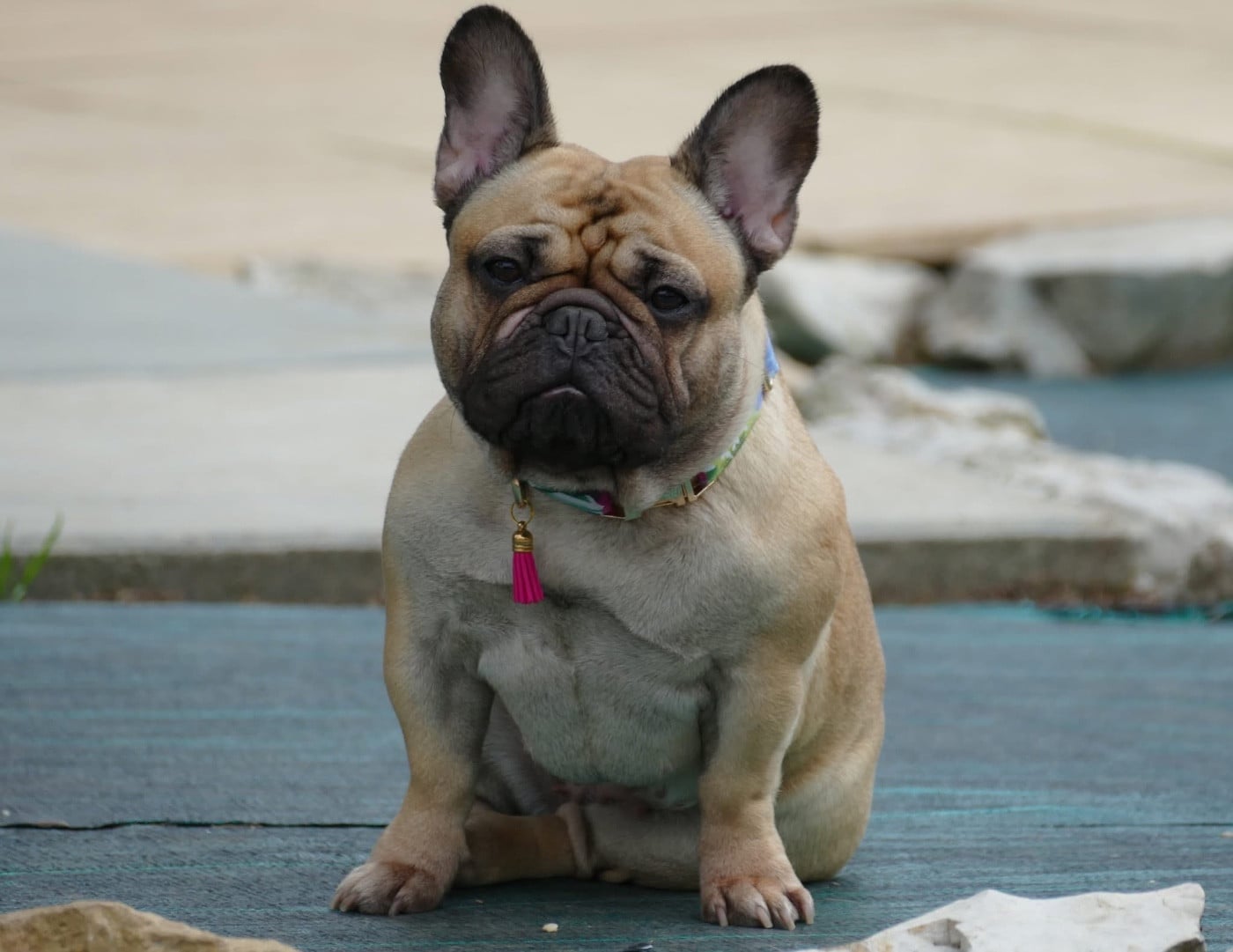 CH. Vanille du Domaine des Bastidiens