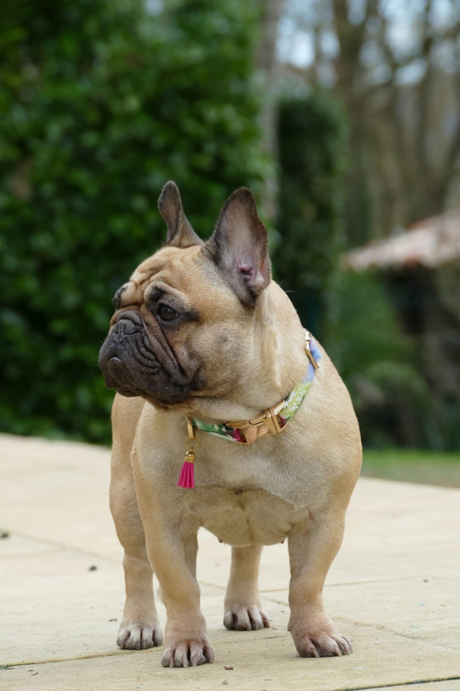 CH. Vanille du Domaine des Bastidiens