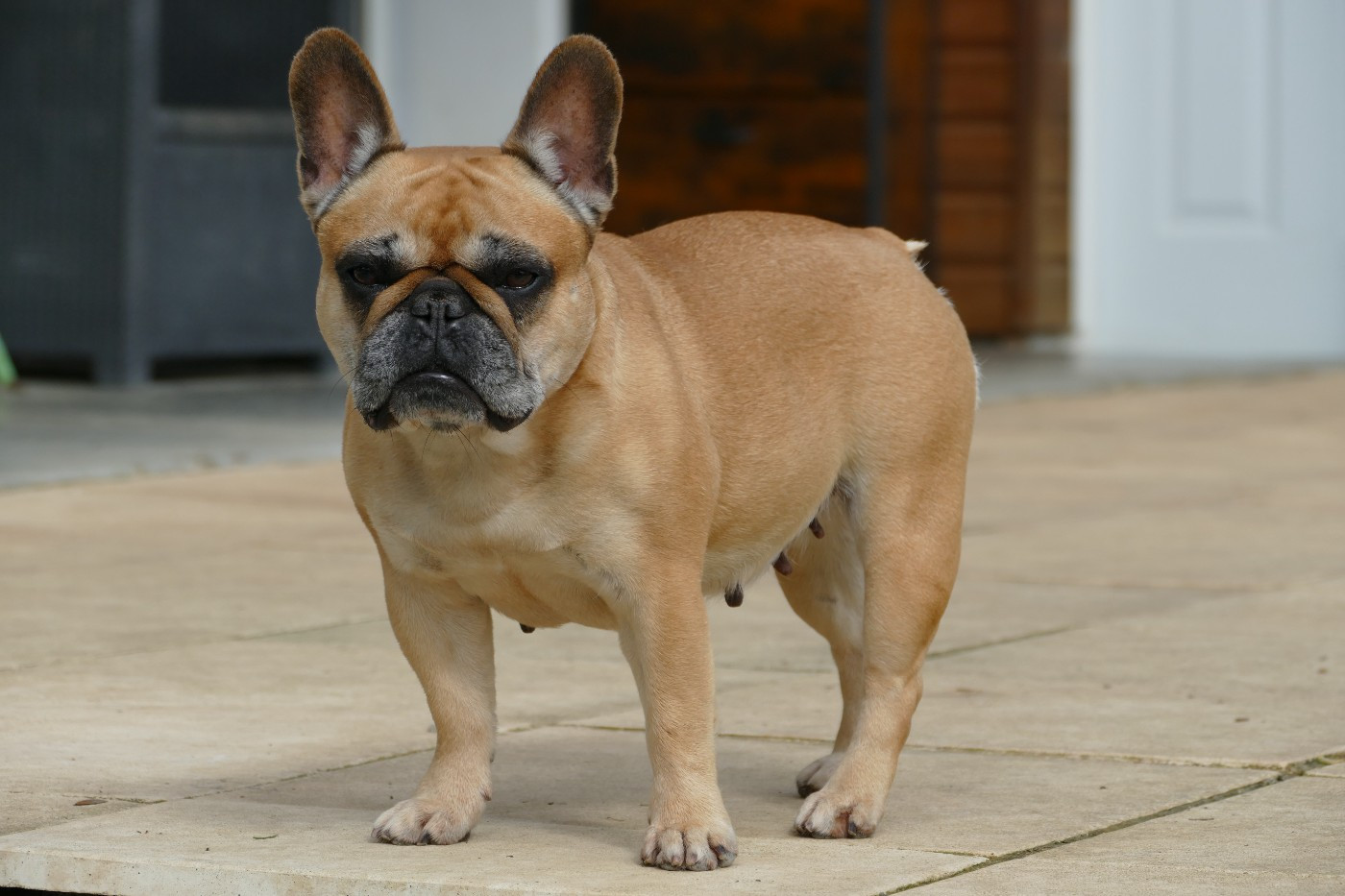 Roumba du Domaine des Bastidiens