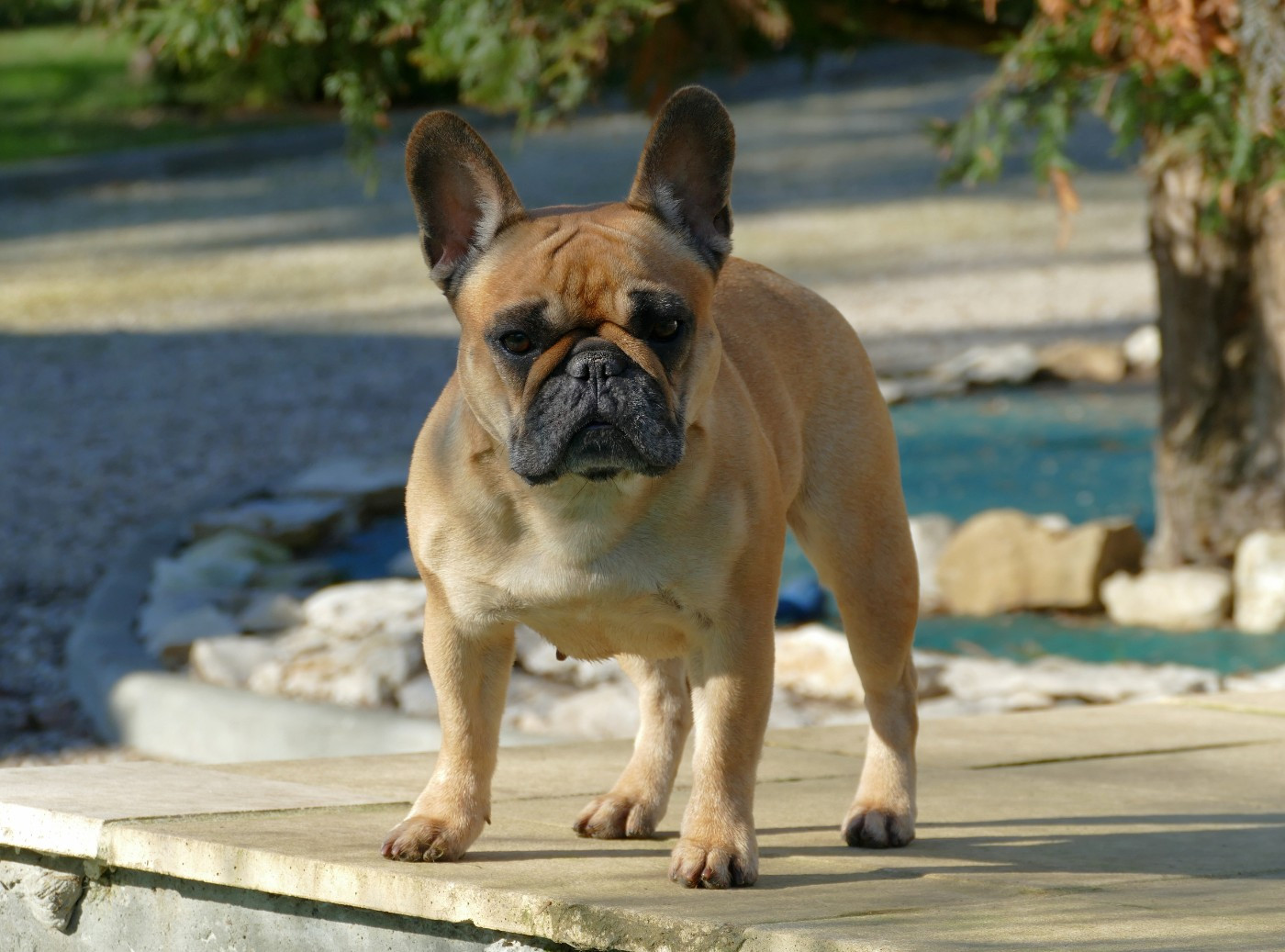 Roumba du Domaine des Bastidiens