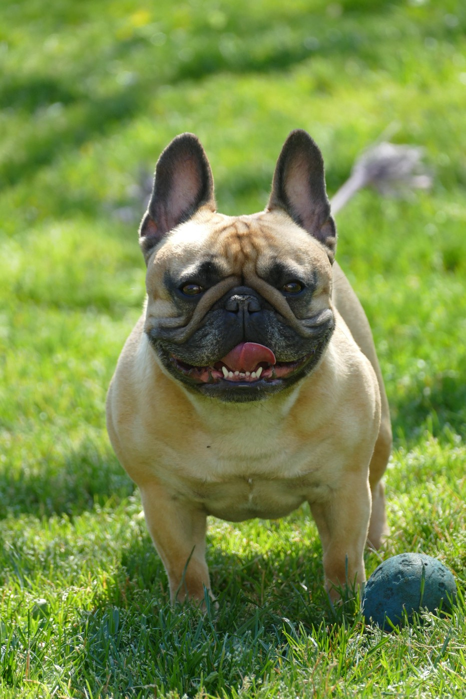 Savanna du Domaine des Bastidiens