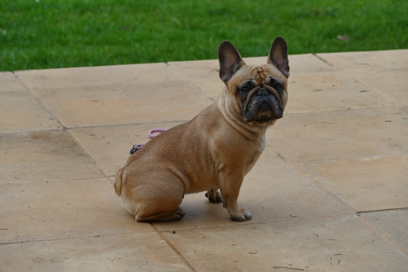 Savanna du Domaine des Bastidiens