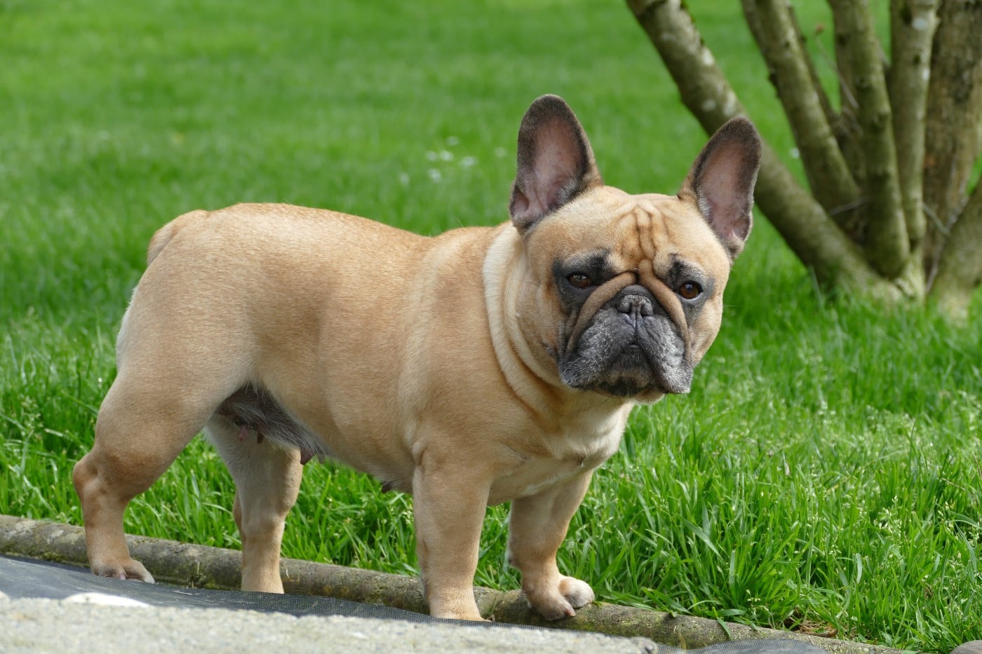 Savanna du Domaine des Bastidiens