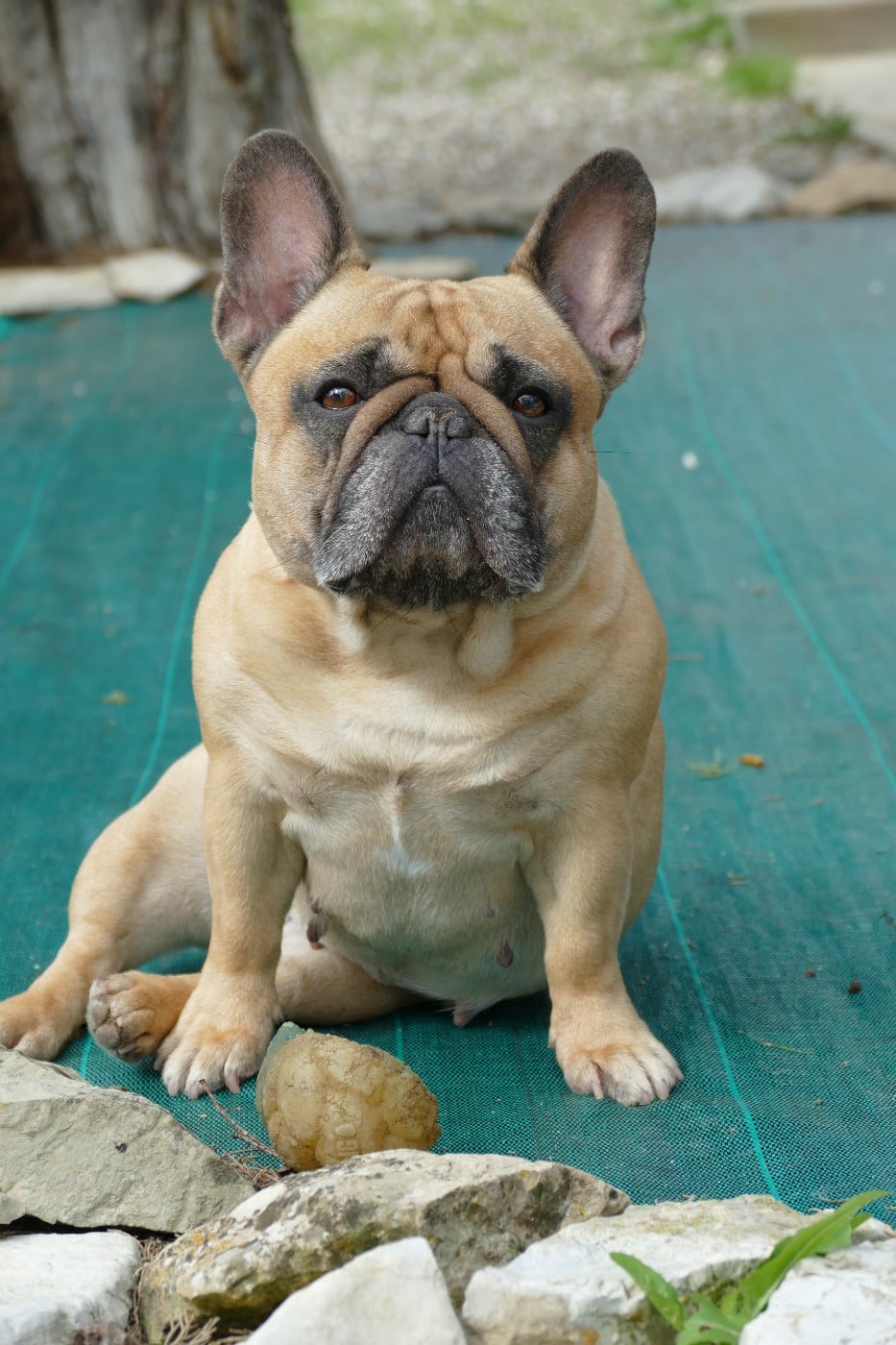 Savanna du Domaine des Bastidiens