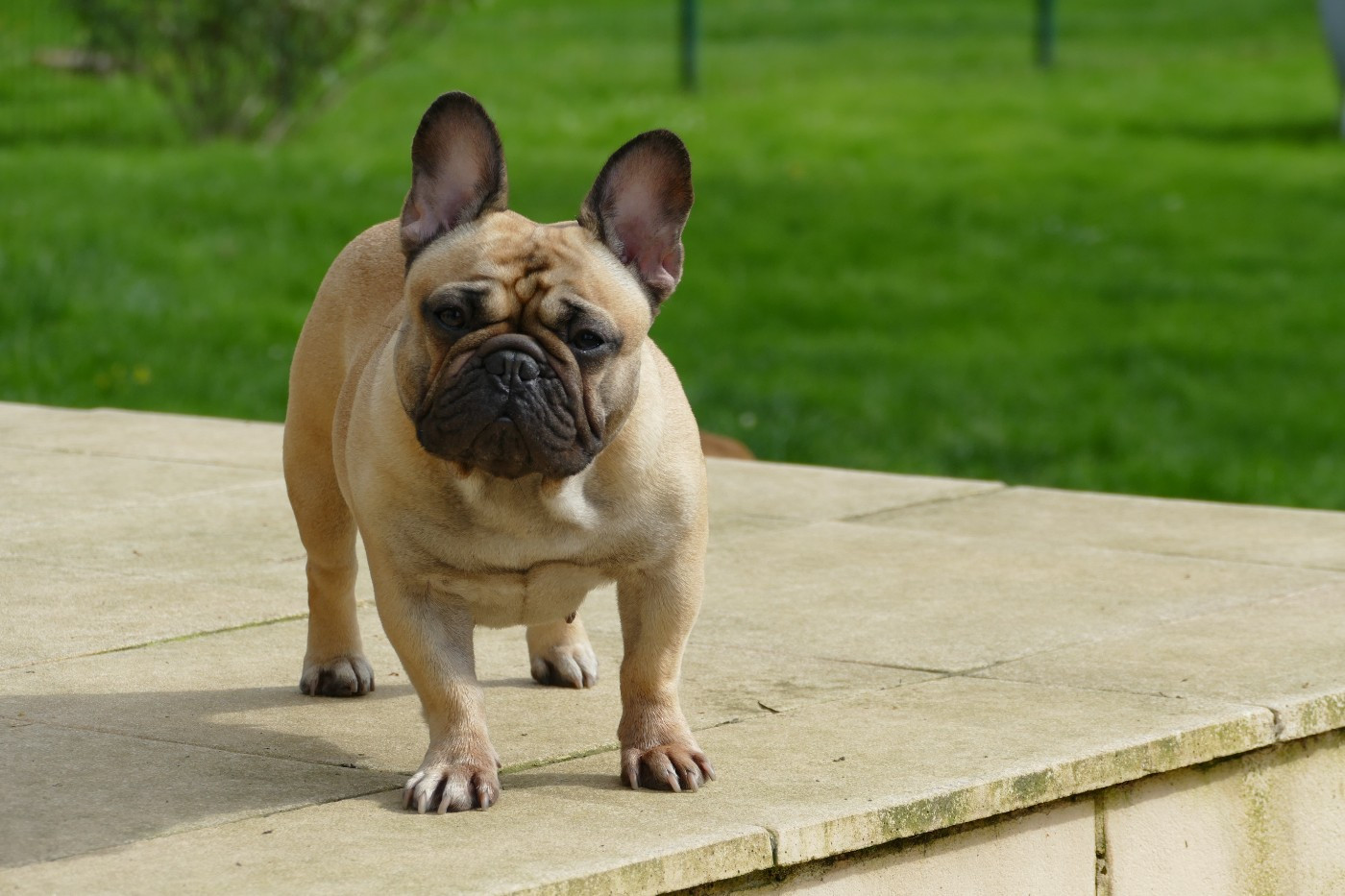CH. Vanille du Domaine des Bastidiens
