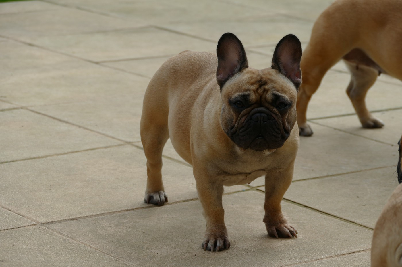 CH. Vanille du Domaine des Bastidiens