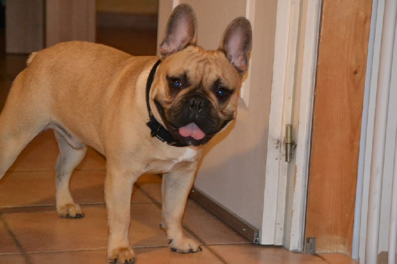 Inky du Domaine des Bastidiens