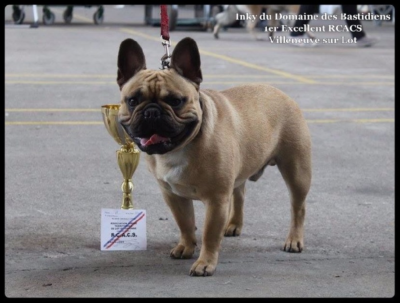 Inky du Domaine des Bastidiens