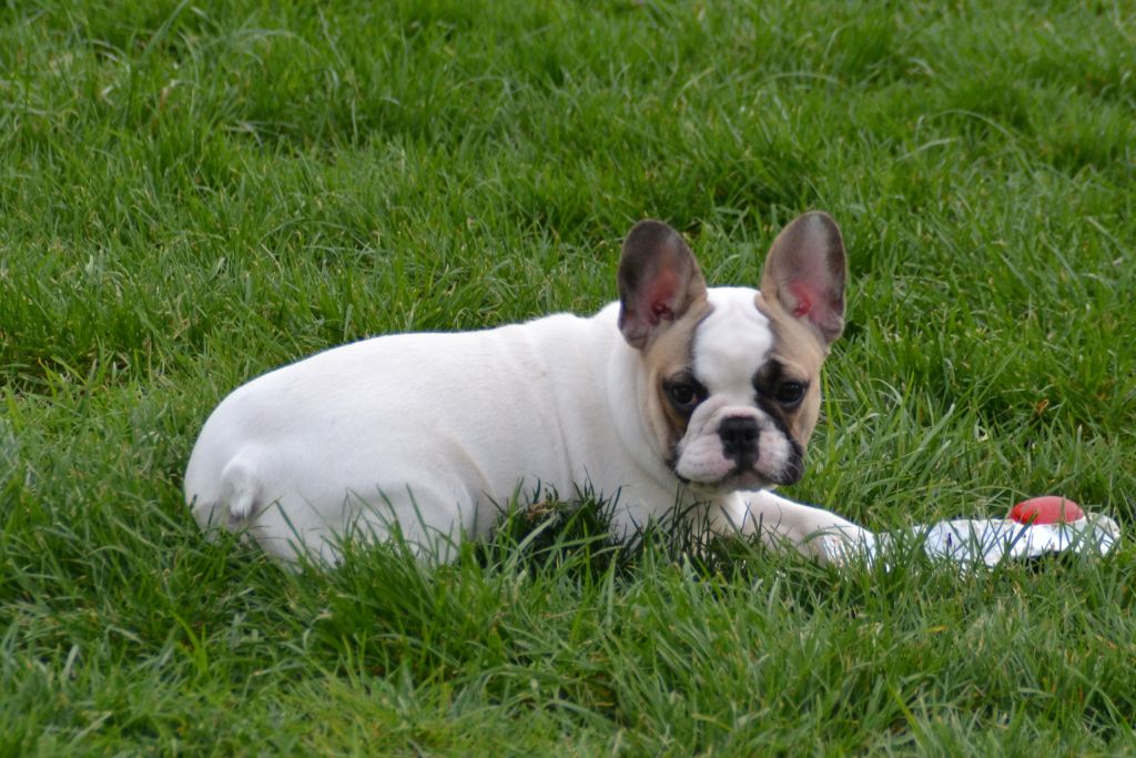 Publication : du Clos Des Caprices Du Sud Auteur : KATIA JAMBORT