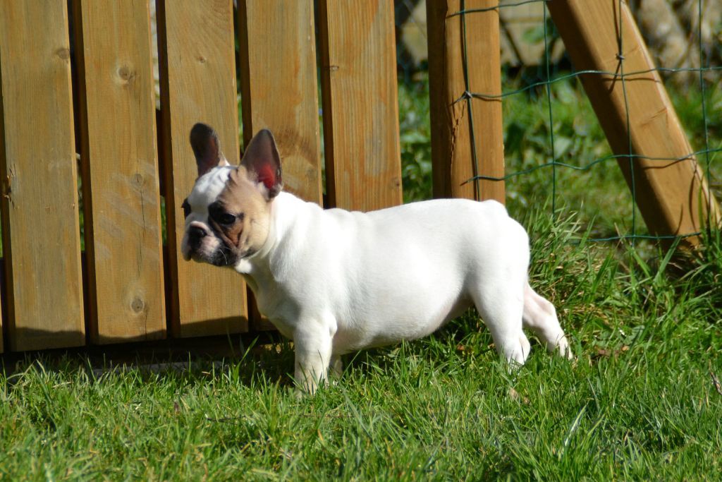 Publication : du Clos Des Caprices Du Sud Auteur : KATIA JAMBORT