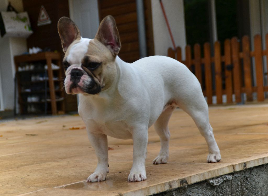 Publication : du Clos Des Caprices Du Sud Auteur : KATIA JAMBORT