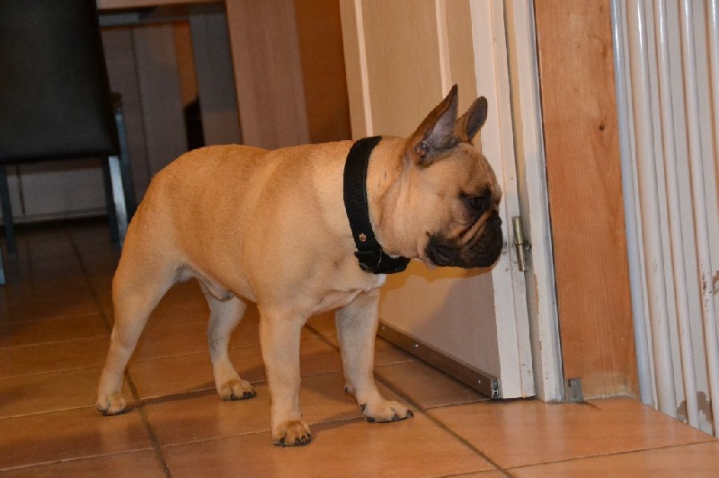 Inky du Domaine des Bastidiens