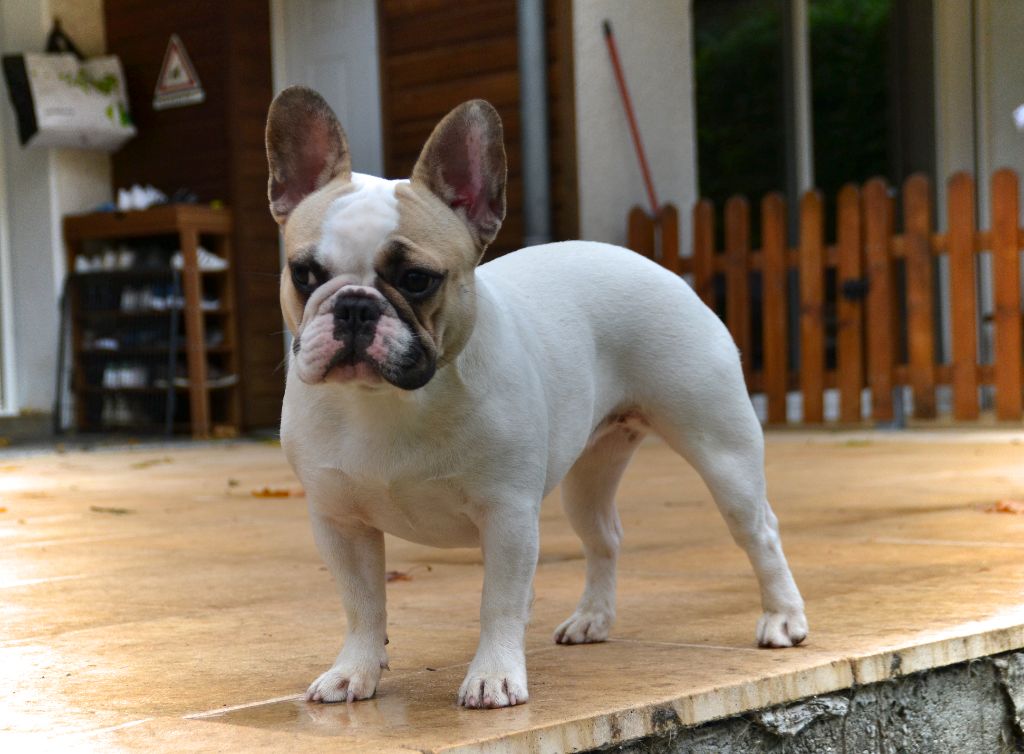 Publication : du Clos Des Caprices Du Sud Auteur : KATIA JAMBORT