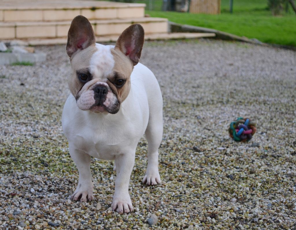 Publication : du Clos Des Caprices Du Sud Auteur : KATIA JAMBORT