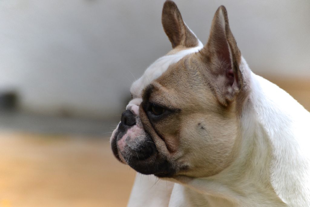 Publication : du Clos Des Caprices Du Sud Auteur : KATIA JAMBORT