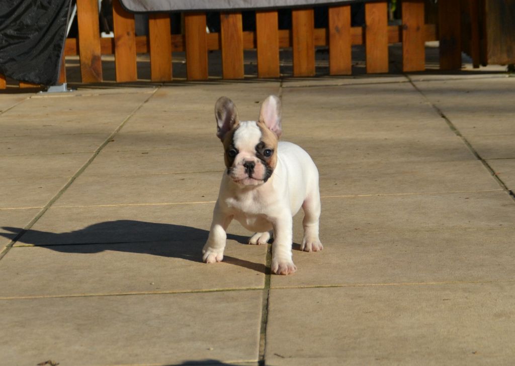 Publication : du Clos Des Caprices Du Sud Auteur : KATIA JAMBORT