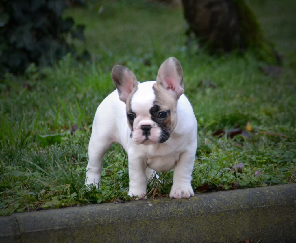 Publication : du Clos Des Caprices Du Sud Auteur : KATIA JAMBORT