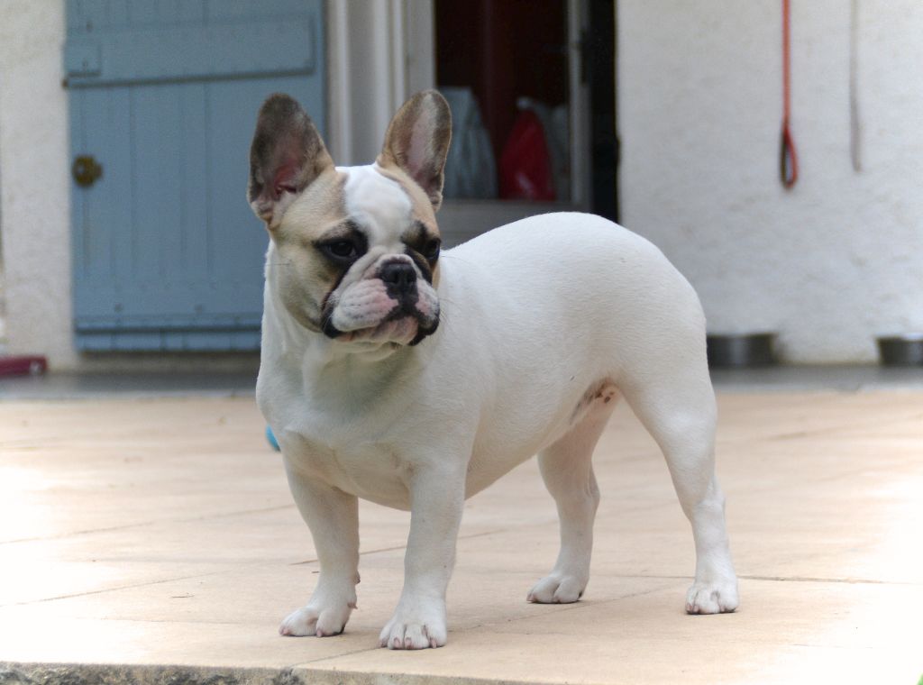 Publication : du Clos Des Caprices Du Sud Auteur : KATIA JAMBORT