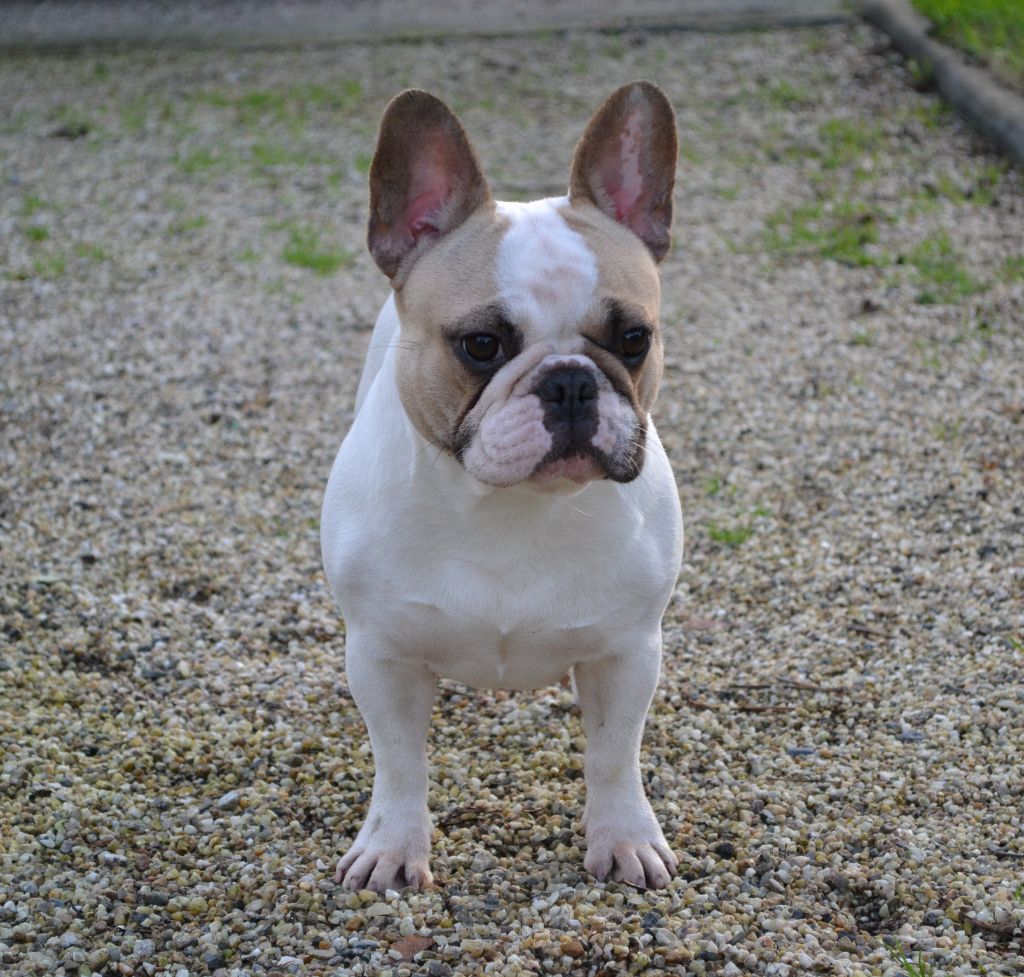 Publication : du Clos Des Caprices Du Sud Auteur : KATIA JAMBORT