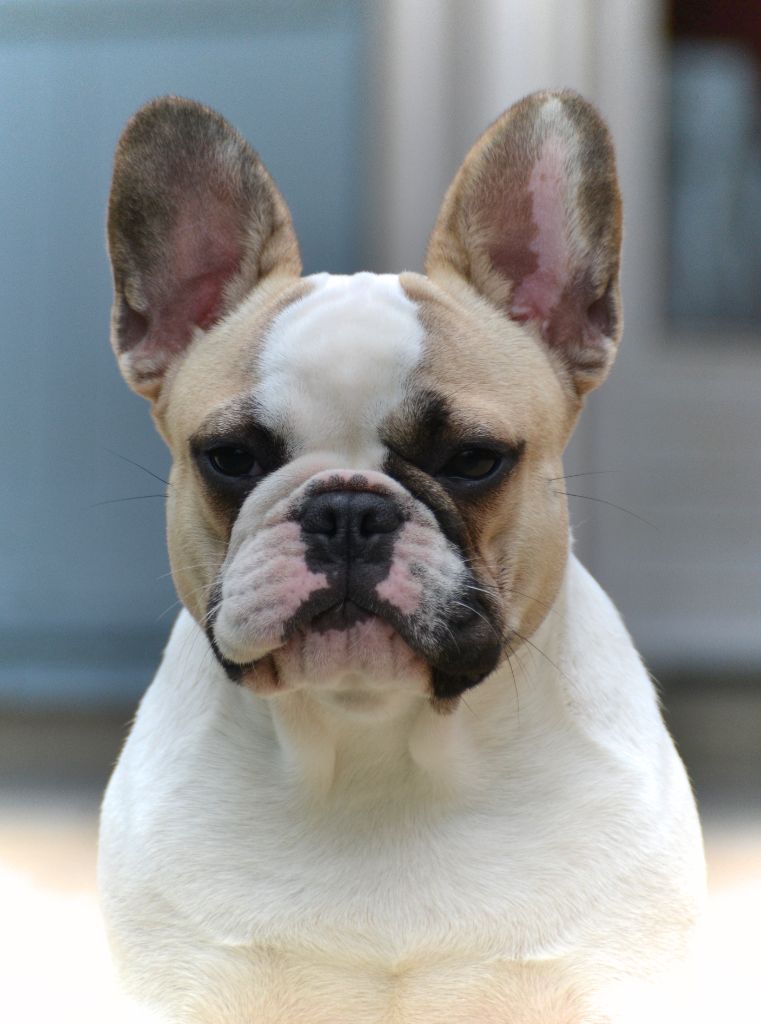 Publication : du Clos Des Caprices Du Sud Auteur : KATIA JAMBORT