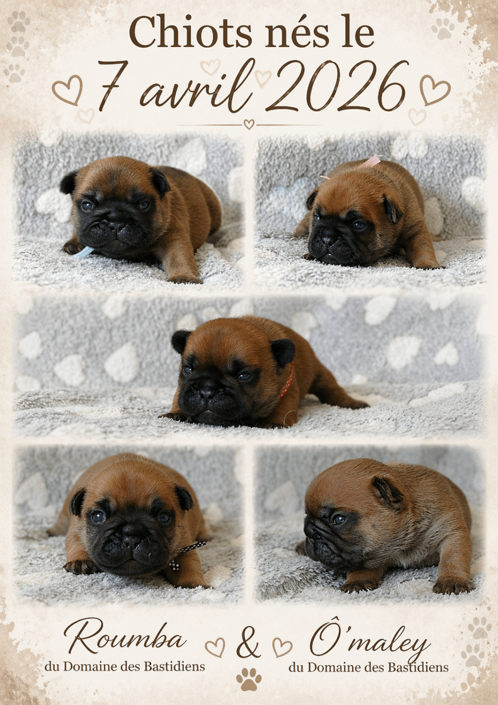 Bouledogue français - du Domaine des Bastidiens