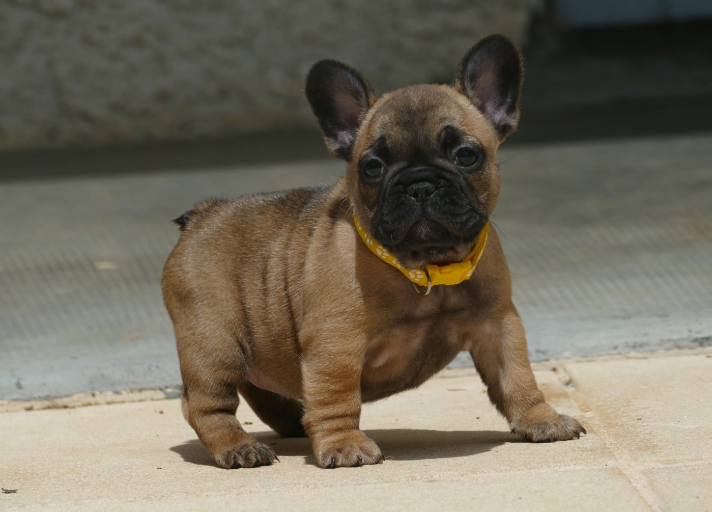 BAILEY