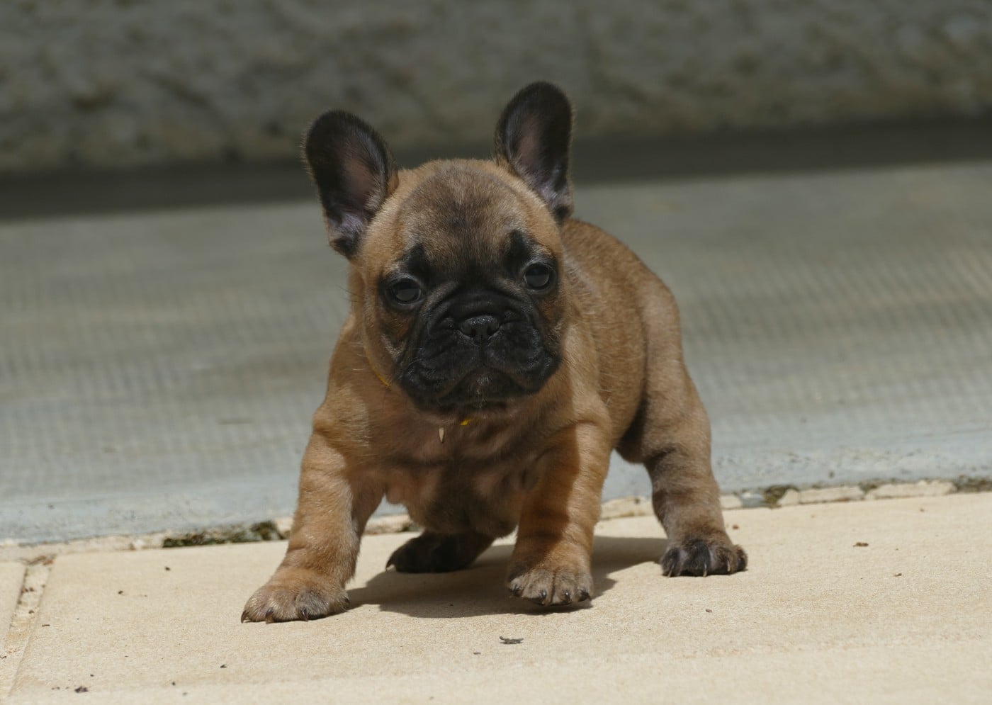 BAILEY