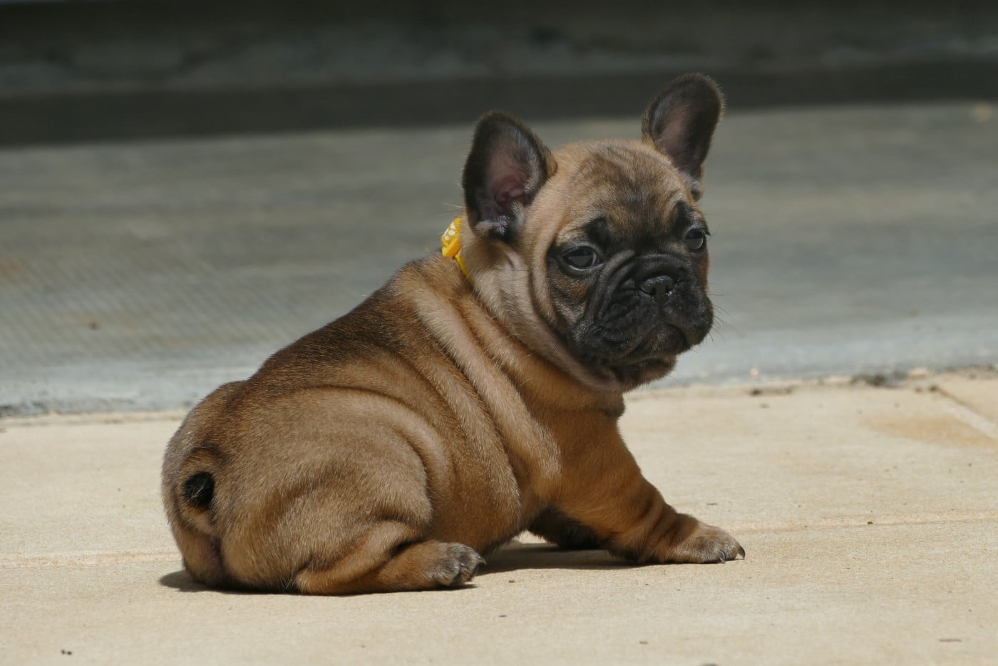 BAILEY