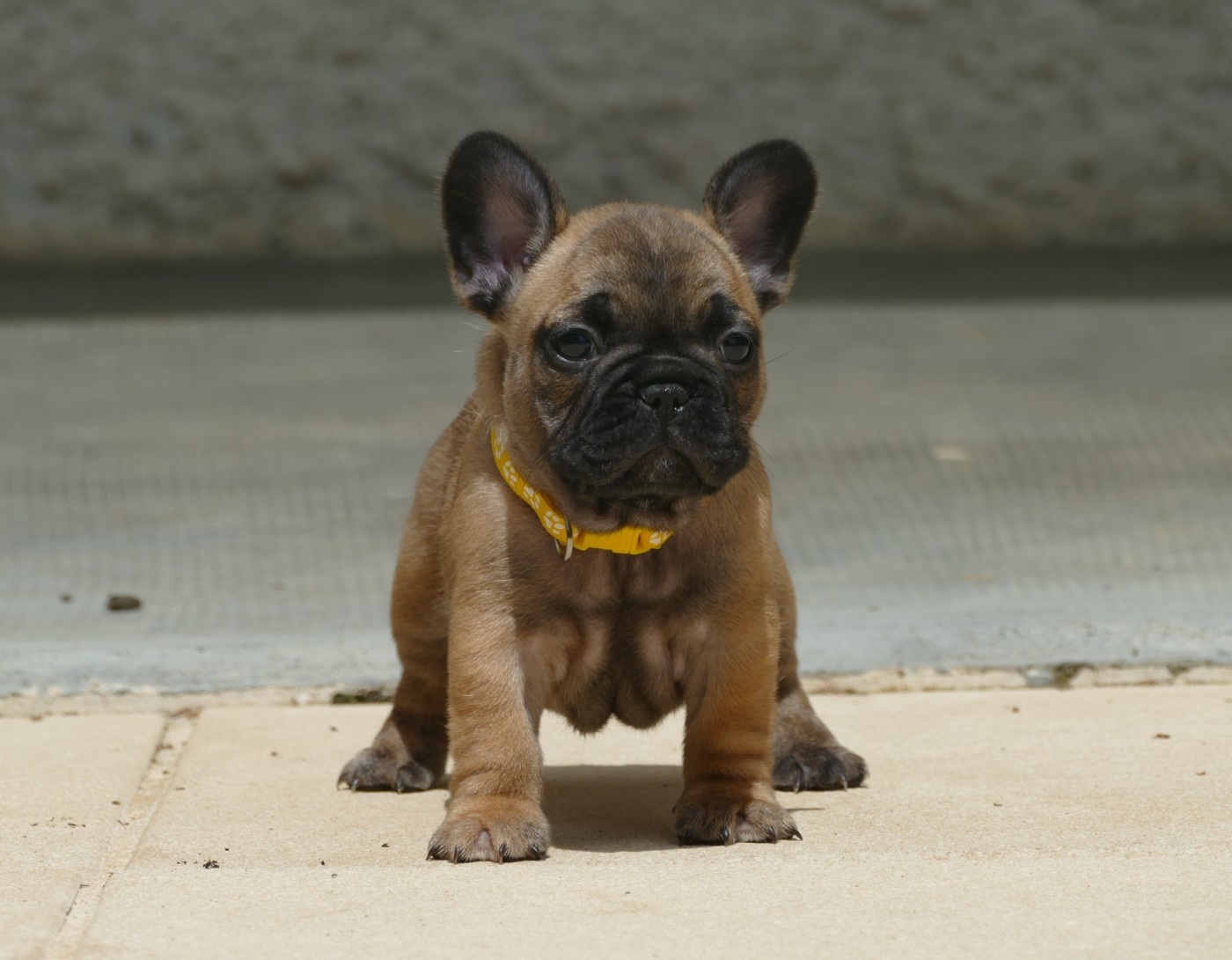 BAILEY