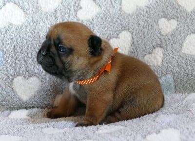 Les chiots de Bouledogue français
