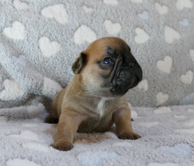 Les chiots de Bouledogue français