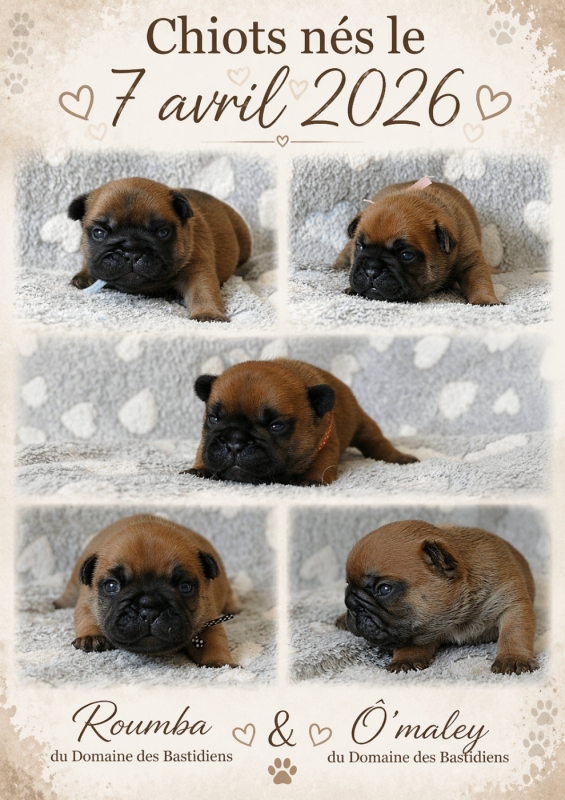 Bouledogue français - du Domaine des Bastidiens