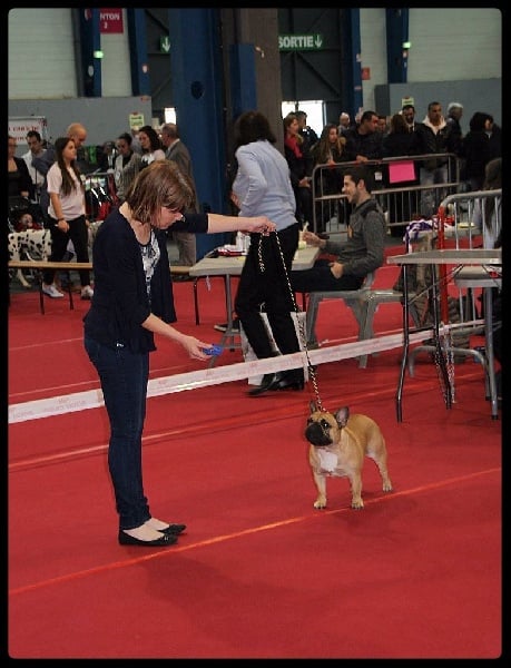 Lady gaga du Domaine des Bastidiens - 2ème Excellent