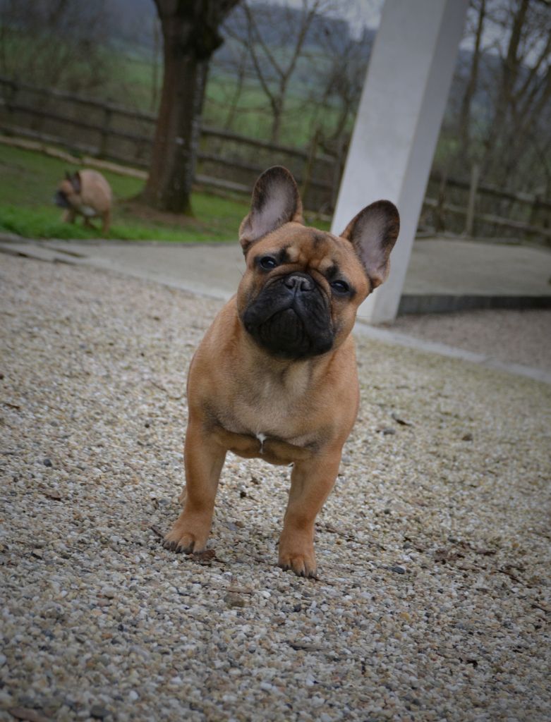 O'maley du Domaine des Bastidiens - Très Prometteur