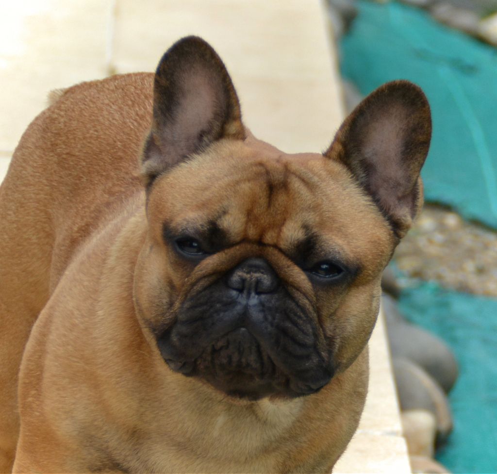 O'maley du Domaine des Bastidiens - 1er Excellent CJ + Confirmation