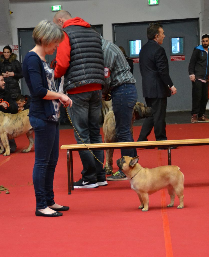 Lady gaga du Domaine des Bastidiens - 2ème Excellent