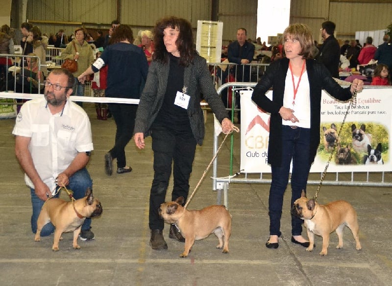 Lady gaga du Domaine des Bastidiens - 3ème Excellent CJ