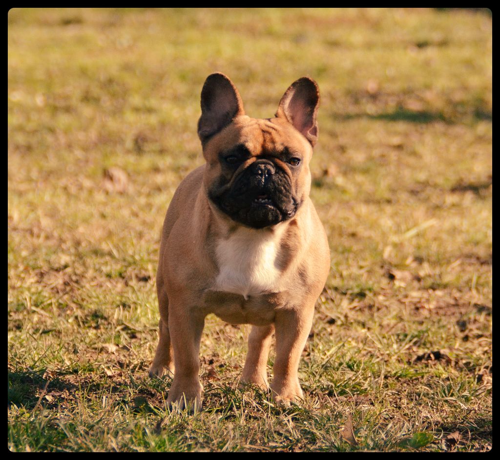Lady gaga du Domaine des Bastidiens - Excellent NC
