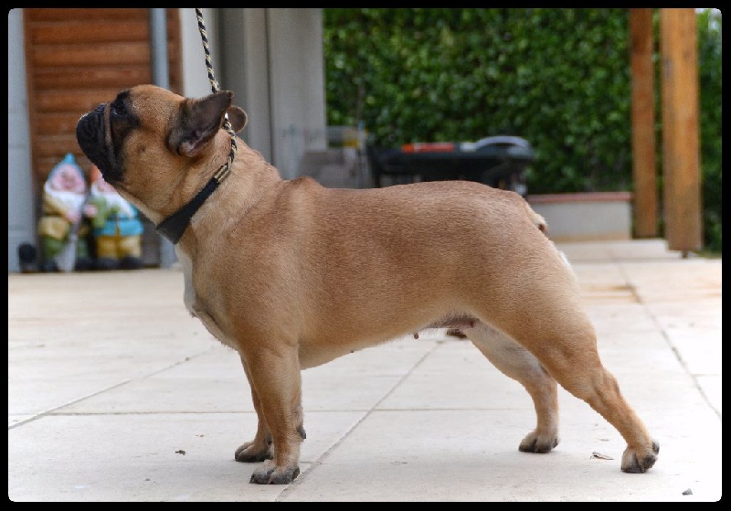 Lady gaga du Domaine des Bastidiens - Excellent NC