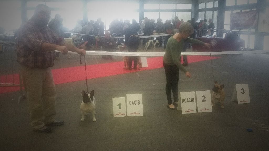 Lady gaga du Domaine des Bastidiens - 1er Excellent CACS - RCACIB