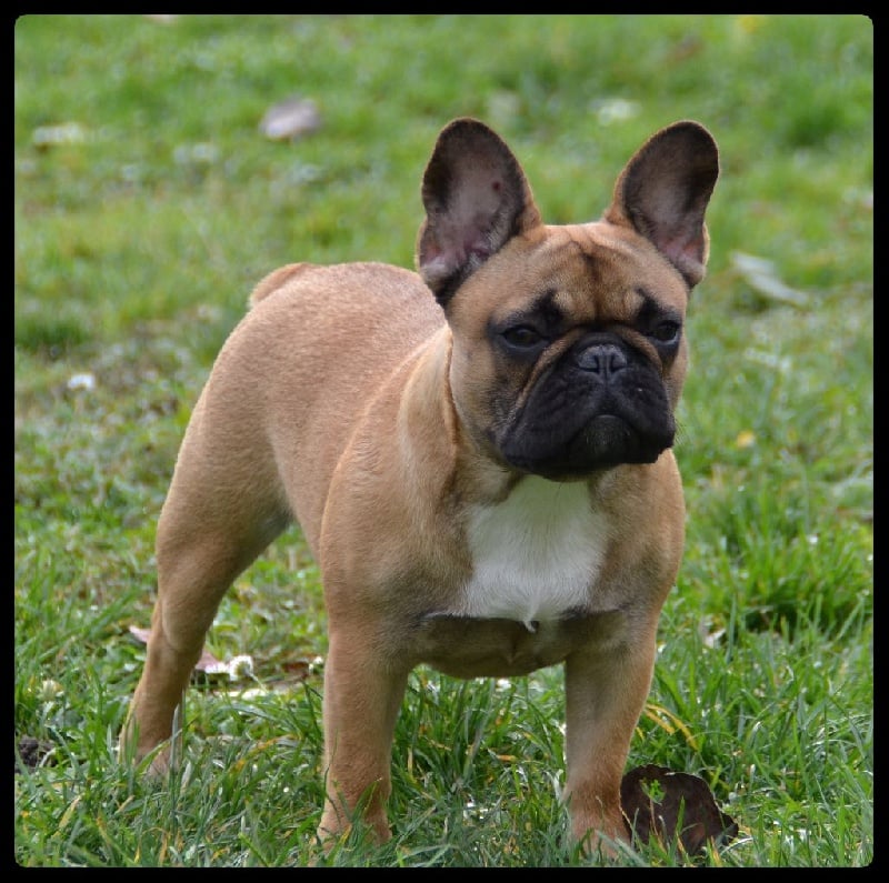 Lady gaga du Domaine des Bastidiens - Très Prometteur