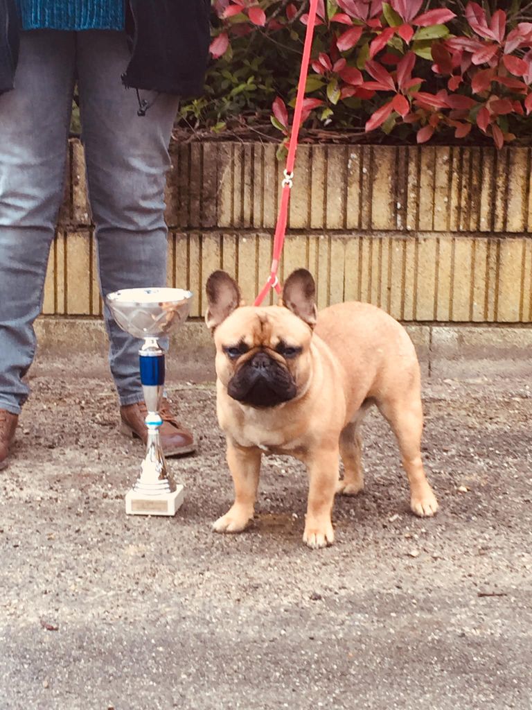 O'maley du Domaine des Bastidiens - 1er Excellent Meilleur Jeune Meilleur de Race