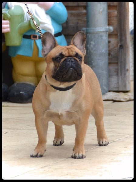 Lady gaga du Domaine des Bastidiens - 3ème Excellent