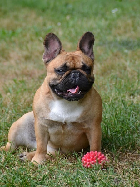 Lady gaga du Domaine des Bastidiens - 1er Excellent CACS