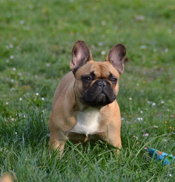 Lady gaga du Domaine des Bastidiens - 2ème Excellent CJ