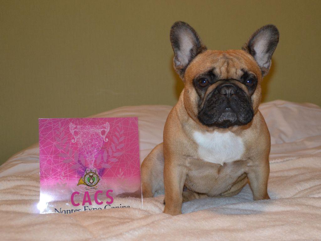 Lady gaga du Domaine des Bastidiens - 1er Excellent CACS