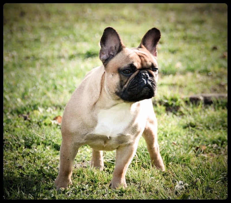 Lady gaga du Domaine des Bastidiens - 3ème Excellent /7