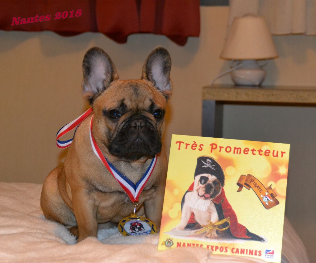 O'maley du Domaine des Bastidiens - Très Prometteur - Meilleur Puppy