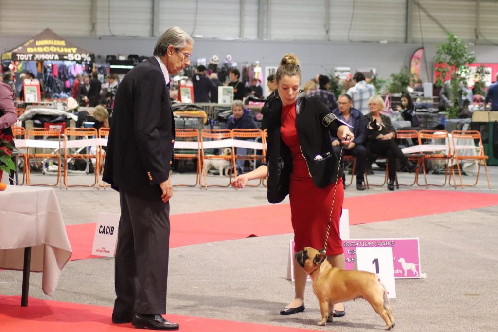 Lady gaga du Domaine des Bastidiens - 1er Excellent CACS