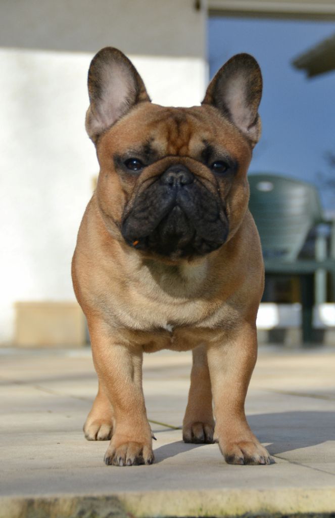 O'maley du Domaine des Bastidiens - 2e Très Bon